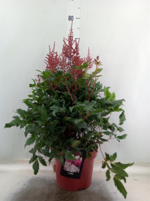 <h4>Astilbe   ...</h4>