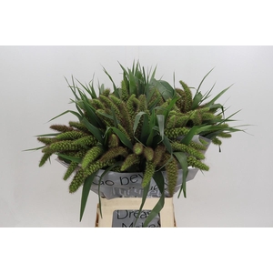 Setaria Italica Red Jewel