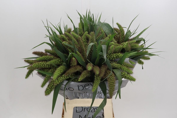 <h4>Setaria Italica Red Jewel</h4>