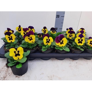 VIO DEL YELL+PURPL W