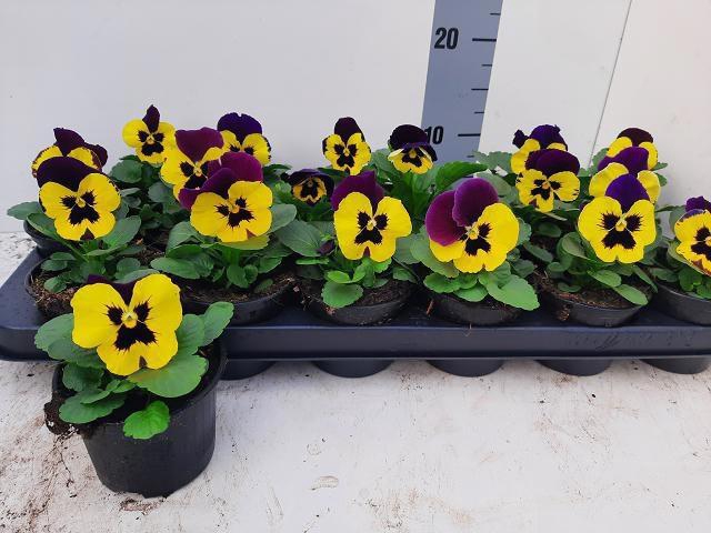 <h4>VIO DEL YELL+PURPL W</h4>