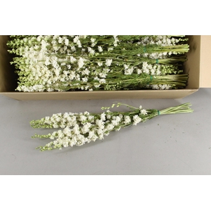 DF Delphinium White Bs 70g