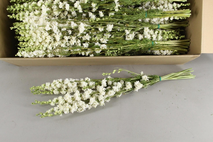 <h4>DF Delphinium White Bs 70g</h4>
