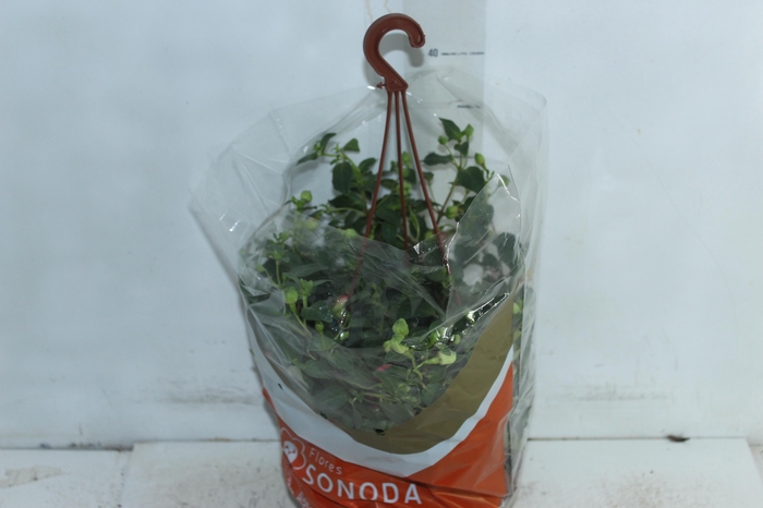 <h4>BRINCO DE PRINCESA C21</h4>