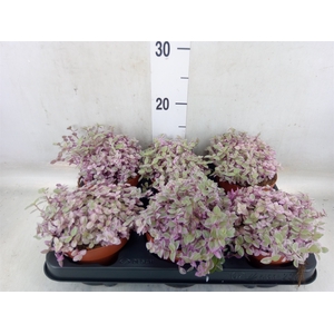 Callisia repens 'Rosato'