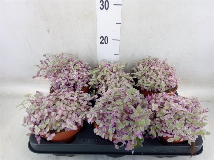 <h4>Callisia repens 'Rosato'</h4>
