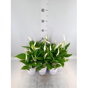 Spathiphyllum  'Pearl Cupido'