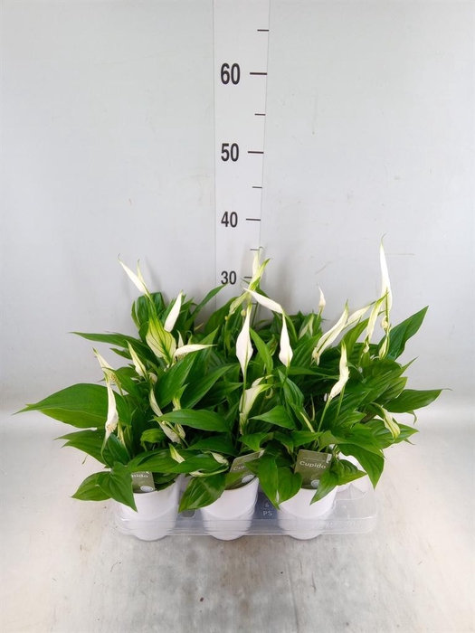 <h4>Spathiphyllum 'Pearl Cupido'</h4>