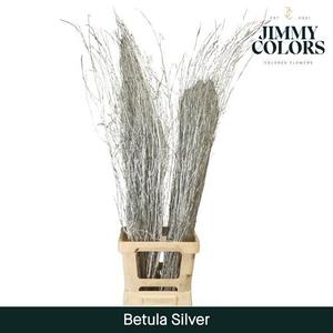 Betula paint silver