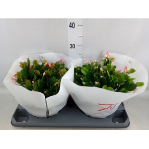 Schlumbergera  'Flame'   ...mix