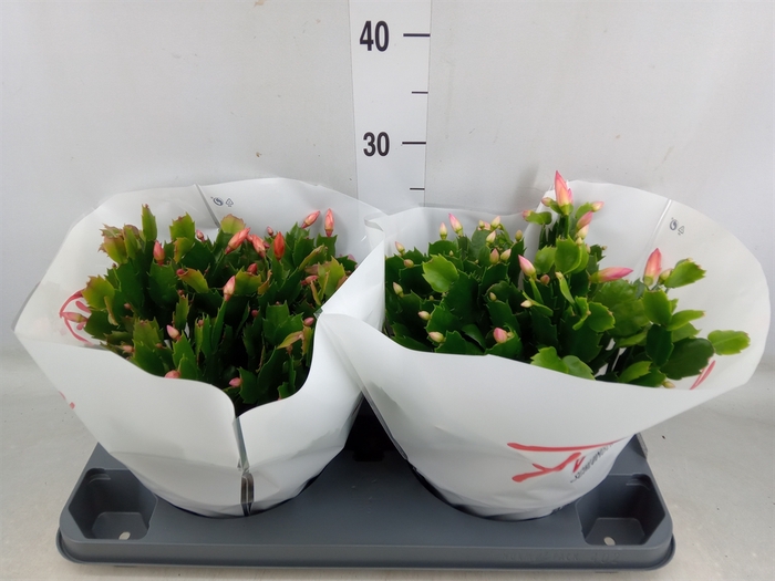 <h4>Schlumbergera  'Flame'   ...mix</h4>