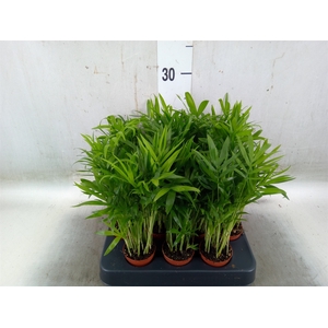 Chamaedorea elegans