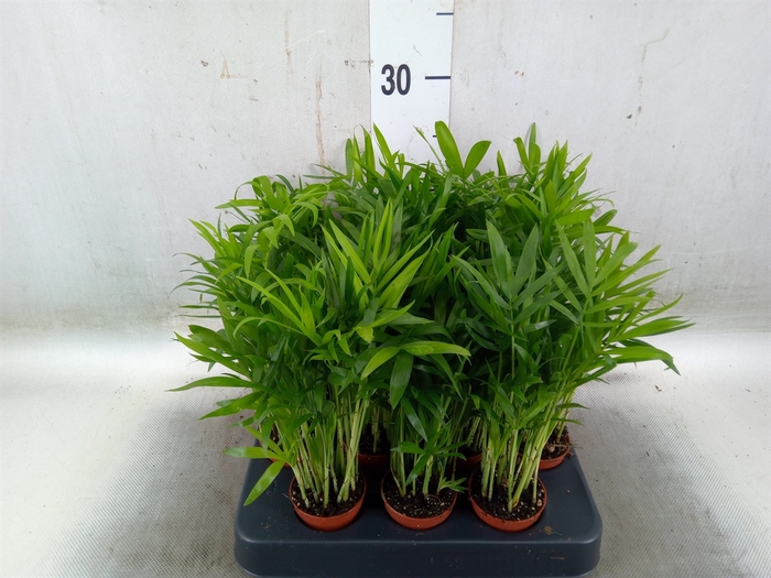 <h4>Chamaedorea elegans</h4>