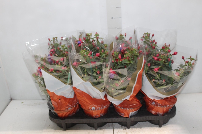 <h4>BRINCO DE PRINCESA P15</h4>