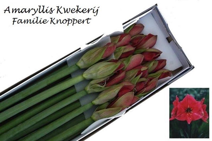 <h4>HIPP GA HERCULES#</h4>