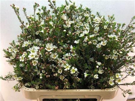 <h4>Chame Me Sirius</h4>