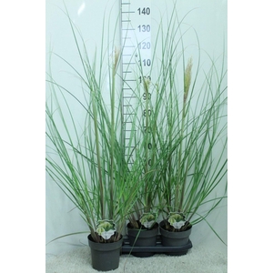 Cortaderia selloana Pumila