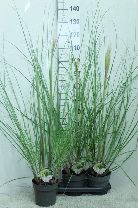 <h4>Cortaderia selloana Pumila</h4>
