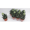 Aloe Tiki Tahi