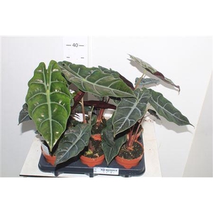 Alocasia Chantrieri