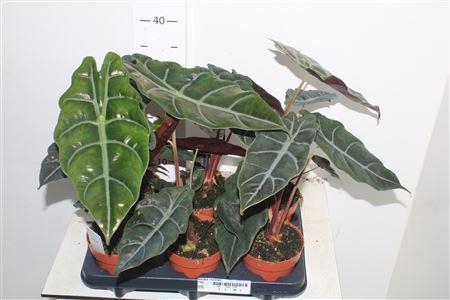 <h4>Alocasia Chantrieri</h4>
