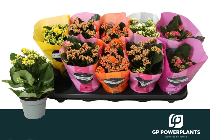 <h4>KAL GE PERF GEM 5 KL</h4>