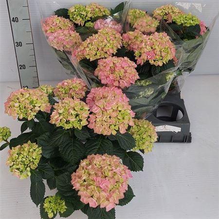 <h4>Hydr M Hi River Rose</h4>