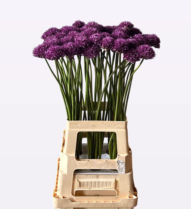 <h4>ALLIUM CHICAGO</h4>