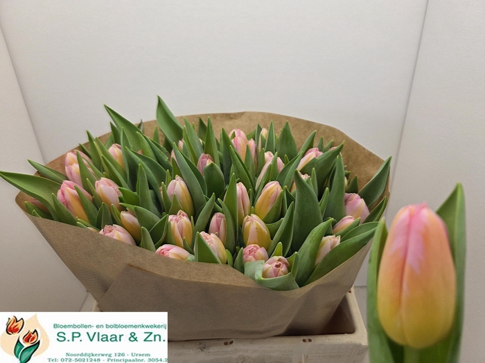 <h4>TU EN TOM POUCE</h4>