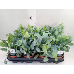 Phlebodium aureum 'Blue Star'
