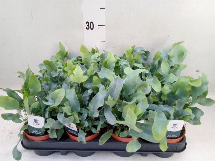 <h4>Phlebodium aureum 'Blue Star'</h4>