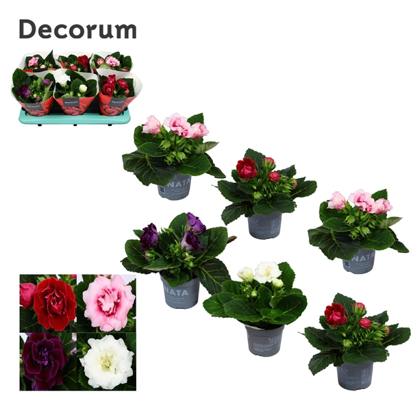 <h4>Gloxinia Mix</h4>