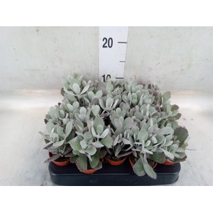 Kalanchoe NF pumila