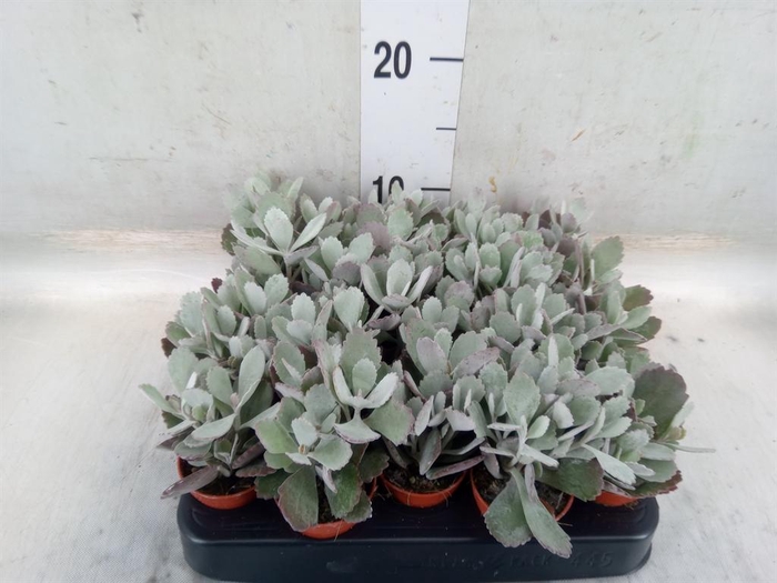 <h4>Kalanchoe NF pumila</h4>
