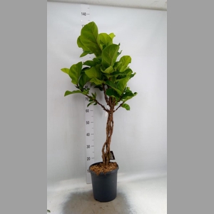 Ficus lyrata