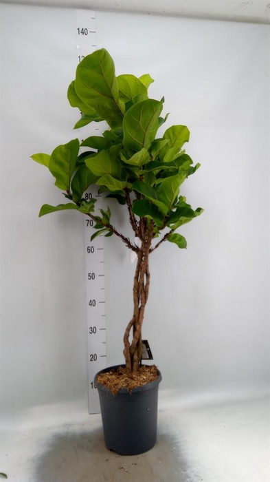 <h4>Ficus lyrata</h4>