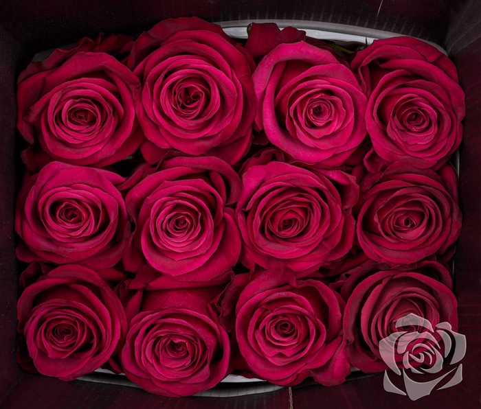 Rosa Gr Roseberry