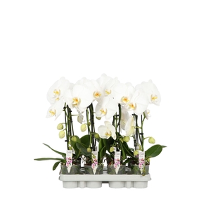 Phalaenopsis overig