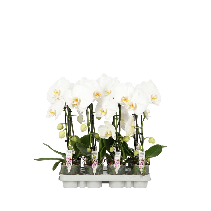 <h4>Phalaenopsis overig</h4>