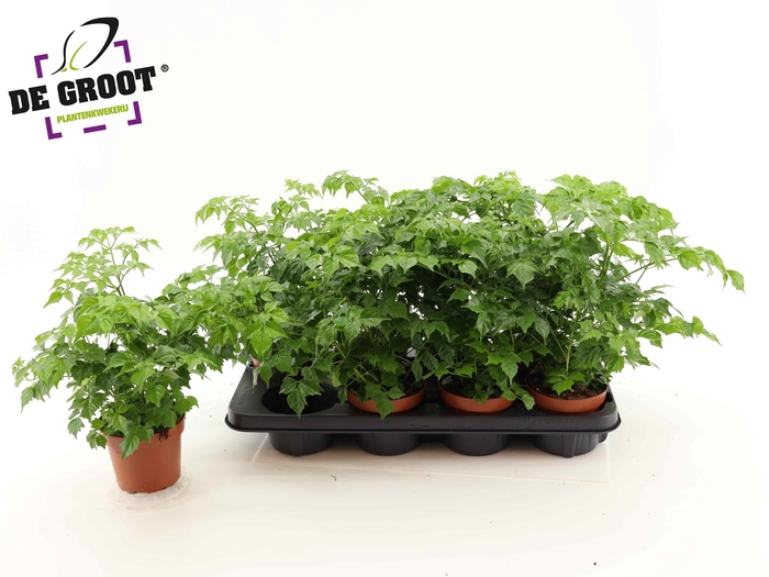 <h4>RADERMACHERA SINICA</h4>