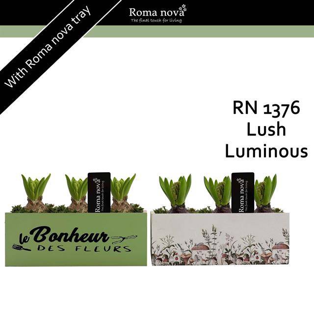 <h4>arr4 Hyacint RN - Lush Luminous</h4>