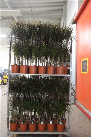 <h4>Dra Marg Magenta</h4>