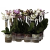 Aromio Diversen 3 spike (kleur per tray)