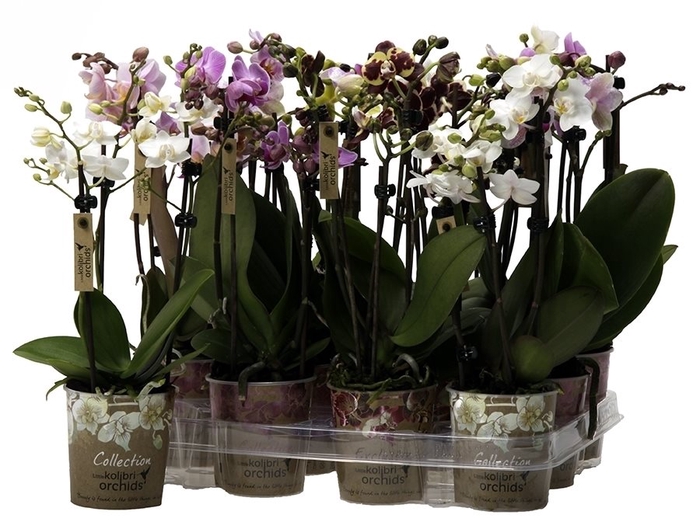 Aromio Diversen 3 spike (kleur per tray)