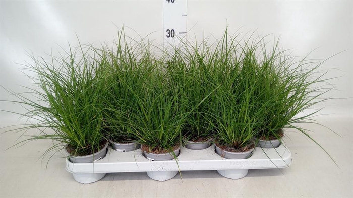 <h4>Carex brunnea</h4>