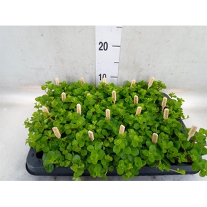 Peperomia rotundifolia