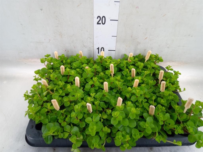 <h4>Peperomia rotundifolia</h4>