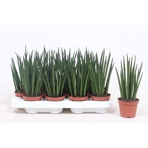 Sansevieria bacularis