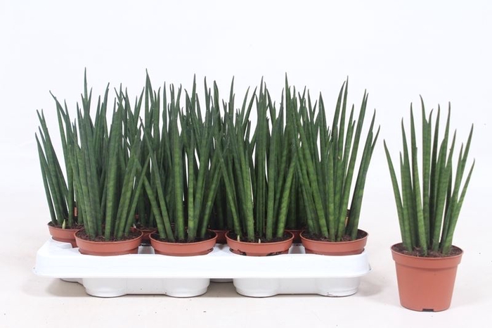 <h4>Sansevieria bacularis</h4>