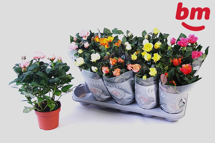 <h4>RO B MONDE GEM 6 SRT</h4>